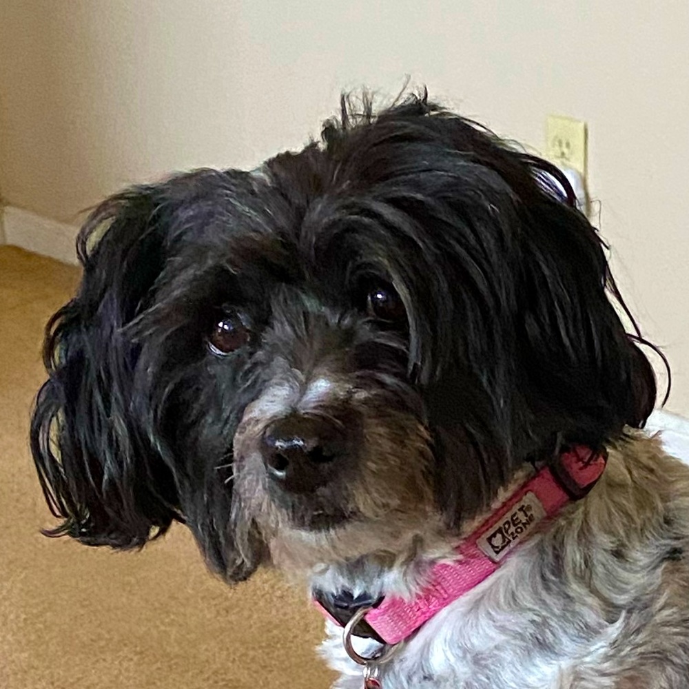 Meet your Posher, Shirley